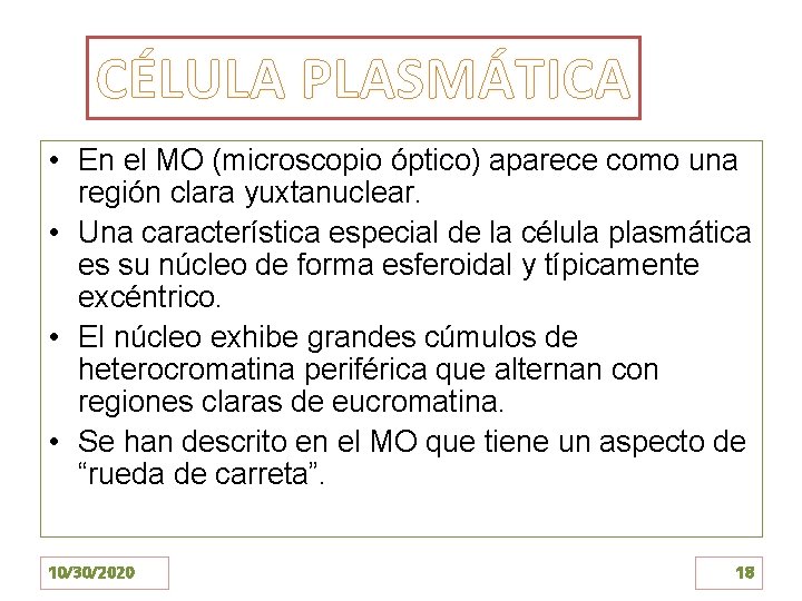 CÉLULA PLASMÁTICA • En el MO (microscopio óptico) aparece como una región clara yuxtanuclear.