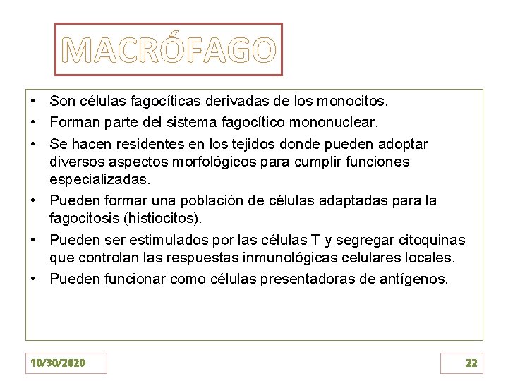 MACRÓFAGO • Son células fagocíticas derivadas de los monocitos. • Forman parte del sistema