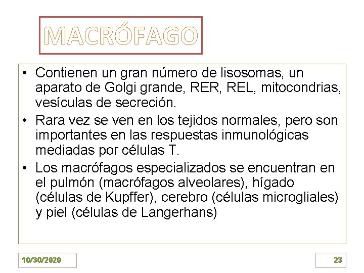MACRÓFAGO • Contienen un gran número de lisosomas, un aparato de Golgi grande, RER,