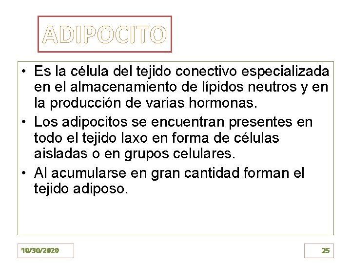 ADIPOCITO • Es la célula del tejido conectivo especializada en el almacenamiento de lípidos