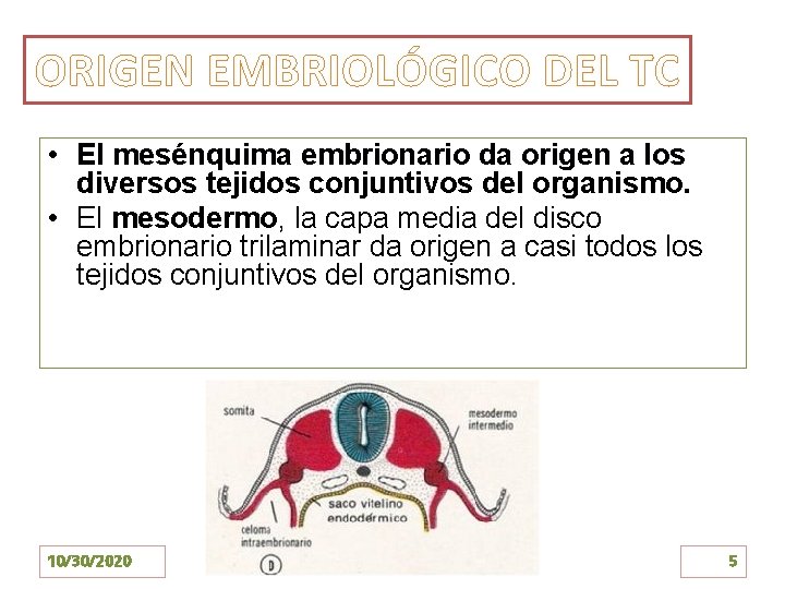 ORIGEN EMBRIOLÓGICO DEL TC • El mesénquima embrionario da origen a los diversos tejidos