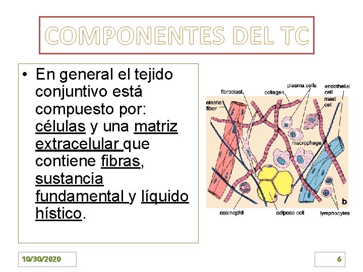 COMPONENTES DEL TC • En general el tejido conjuntivo está compuesto por: células y