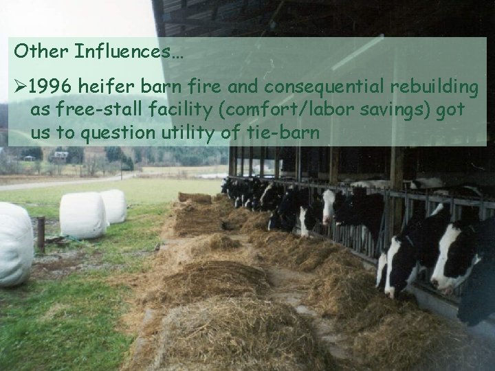 Other Influences… 1996 heifer barn fire and consequential rebuilding as free-stall facility (comfort/labor savings)