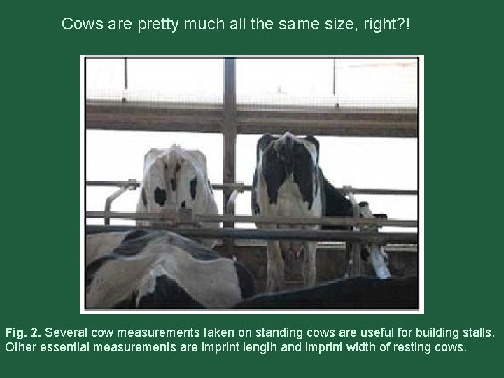 Cows are pretty much all the same size, right? ! Fig. 2. Several cow