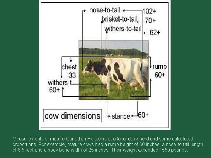 Measurements of mature Canadian Holsteins at a local dairy herd and some calculated proportions.