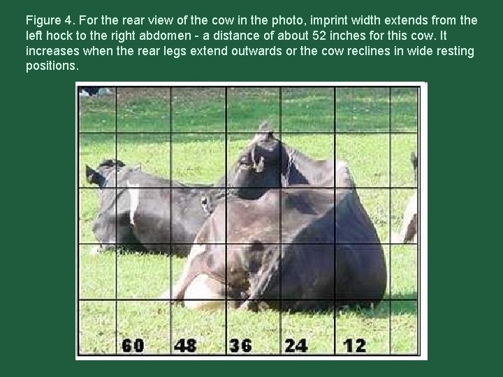 Figure 4. For the rear view of the cow in the photo, imprint width