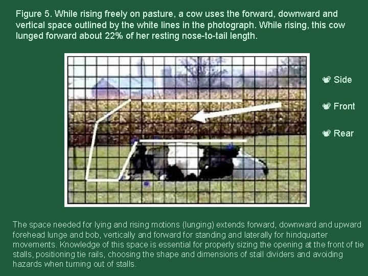 Figure 5. While rising freely on pasture, a cow uses the forward, downward and