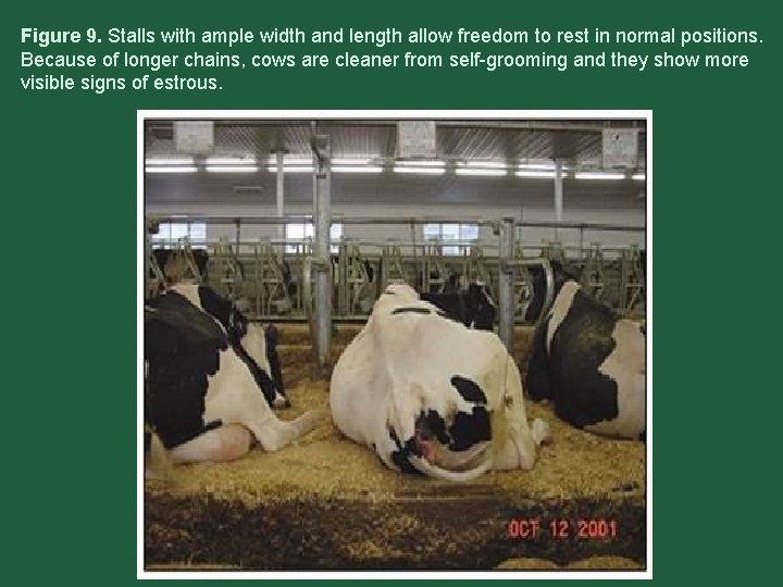 Figure 9. Stalls with ample width and length allow freedom to rest in normal