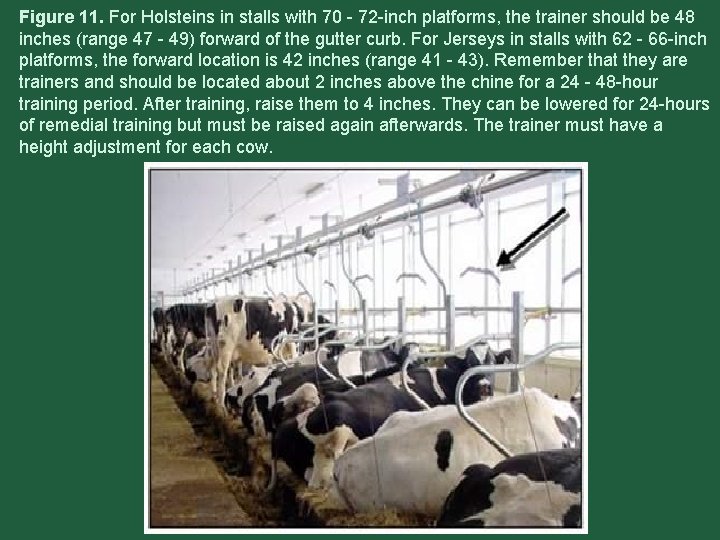 Figure 11. For Holsteins in stalls with 70 - 72 -inch platforms, the trainer