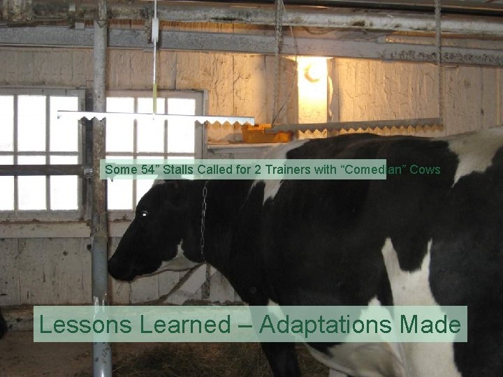 Some 54” Stalls Called for 2 Trainers with “Comedian” Cows Lessons Learned – Adaptations