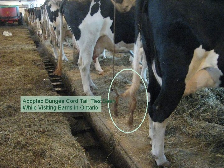 Adopted Bungee Cord Tail Ties Seen While Visiting Barns in Ontario 