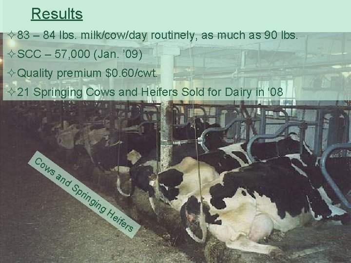 Results 83 – 84 lbs. milk/cow/day routinely, as much as 90 lbs. SCC –
