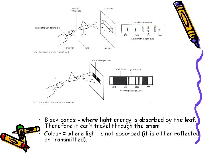  Black bands = where light energy is absorbed by the leaf. Therefore it