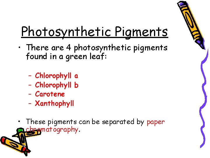 Photosynthetic Pigments • There are 4 photosynthetic pigments found in a green leaf: –