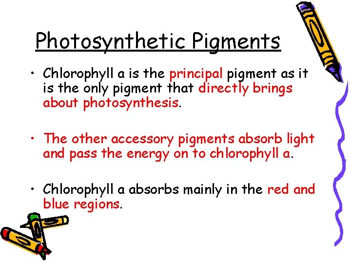 Photosynthetic Pigments • Chlorophyll a is the principal pigment as it is the only