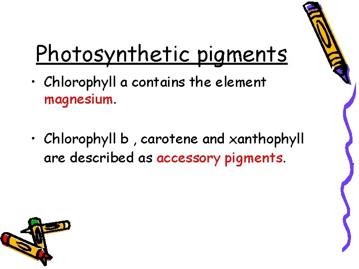 Photosynthetic pigments • Chlorophyll a contains the element magnesium. • Chlorophyll b , carotene