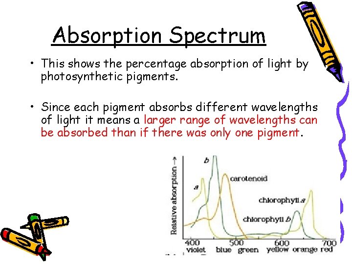 Absorption Spectrum • This shows the percentage absorption of light by photosynthetic pigments. •