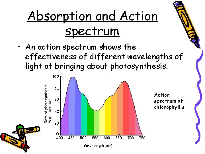 Absorption and Action spectrum • An action spectrum shows the effectiveness of different wavelengths