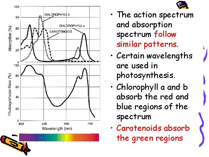  • The action spectrum and absorption spectrum follow similar patterns. • Certain wavelengths