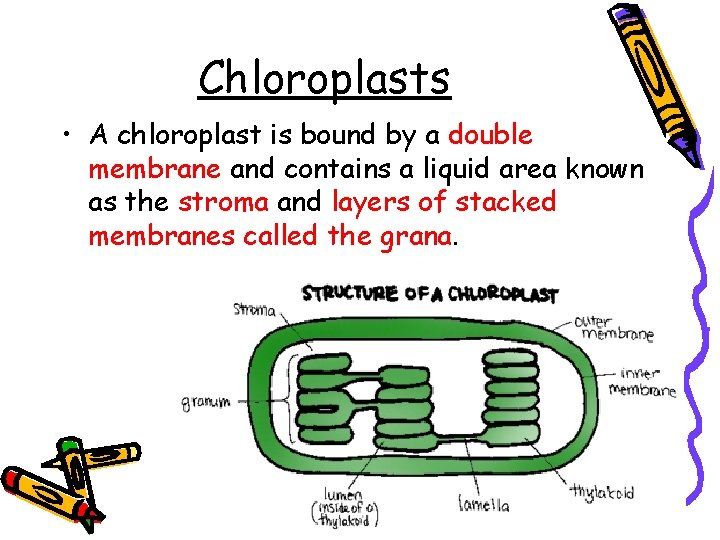 Chloroplasts • A chloroplast is bound by a double membrane and contains a liquid