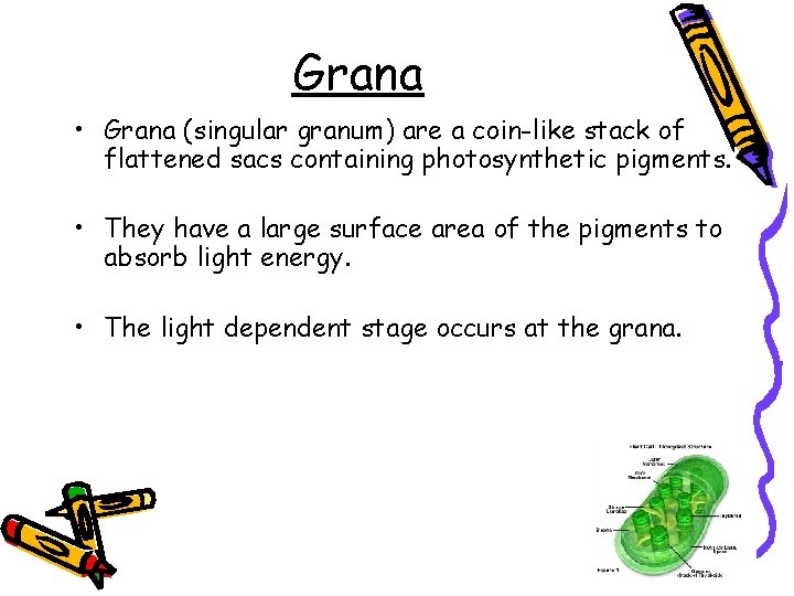 Grana • Grana (singular granum) are a coin-like stack of flattened sacs containing photosynthetic