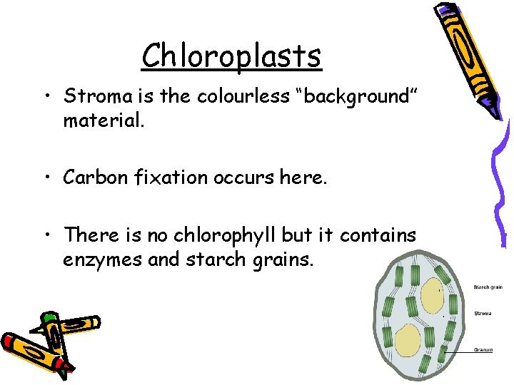 Chloroplasts • Stroma is the colourless “background” material. • Carbon fixation occurs here. •