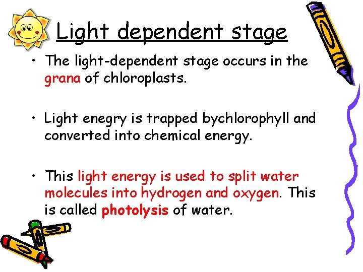 Light dependent stage • The light-dependent stage occurs in the grana of chloroplasts. •