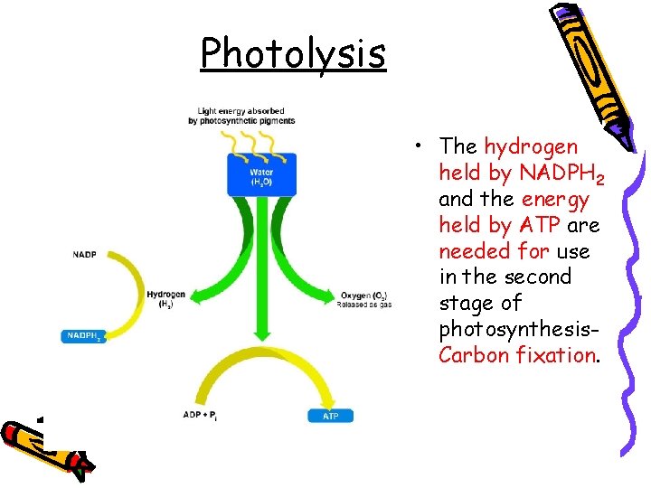 Photolysis • The hydrogen held by NADPH 2 and the energy held by ATP