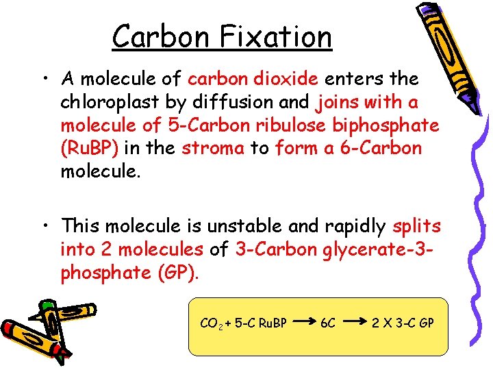 Carbon Fixation • A molecule of carbon dioxide enters the chloroplast by diffusion and