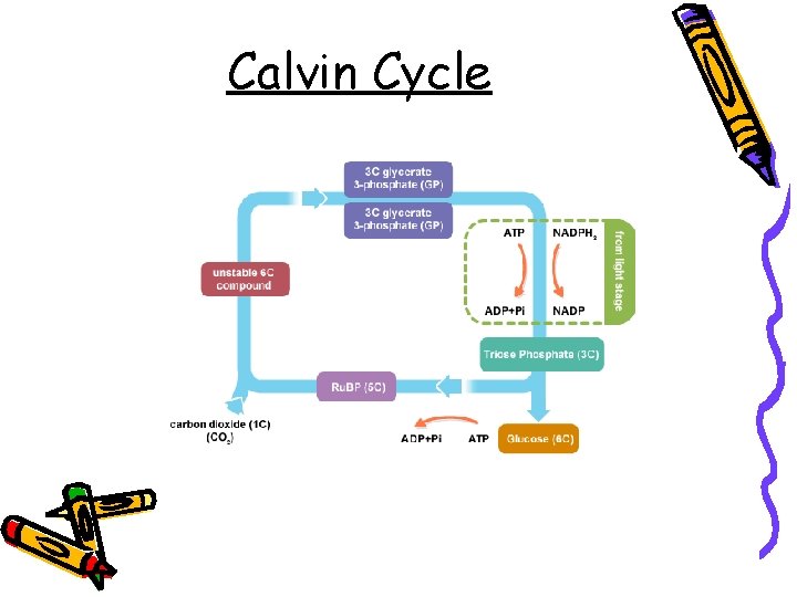 Calvin Cycle 