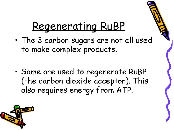 Regenerating Ru. BP • The 3 carbon sugars are not all used to make
