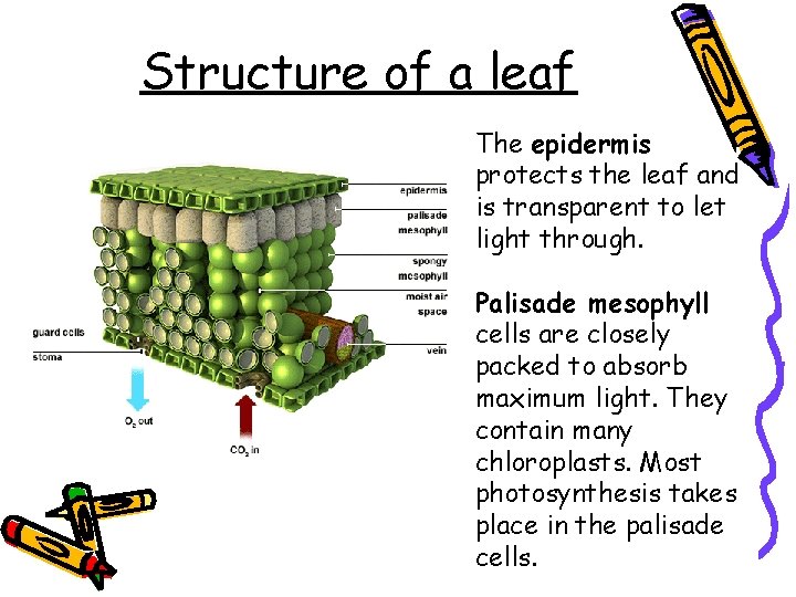 Structure of a leaf The epidermis protects the leaf and is transparent to let