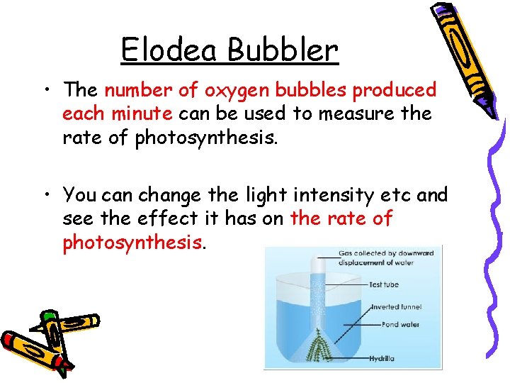 Elodea Bubbler • The number of oxygen bubbles produced each minute can be used