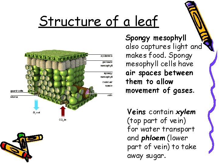 Structure of a leaf Spongy mesophyll also captures light and makes food. Spongy mesophyll