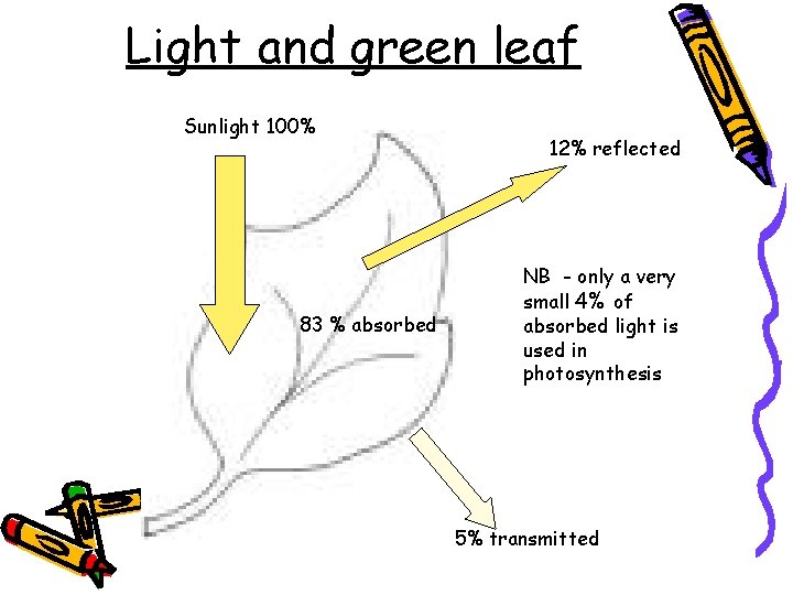 Light and green leaf Sunlight 100% 83 % absorbed 12% reflected NB - only