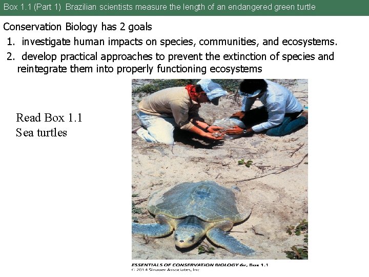 Box 1. 1 (Part 1) Brazilian scientists measure the length of an endangered green