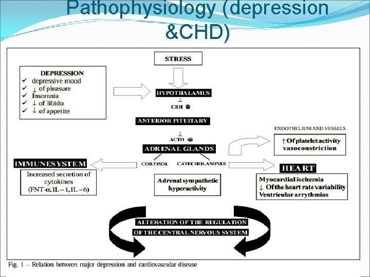 Pathophysiology (depression &CHD) 