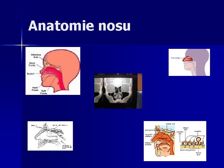 Anatomie nosu 