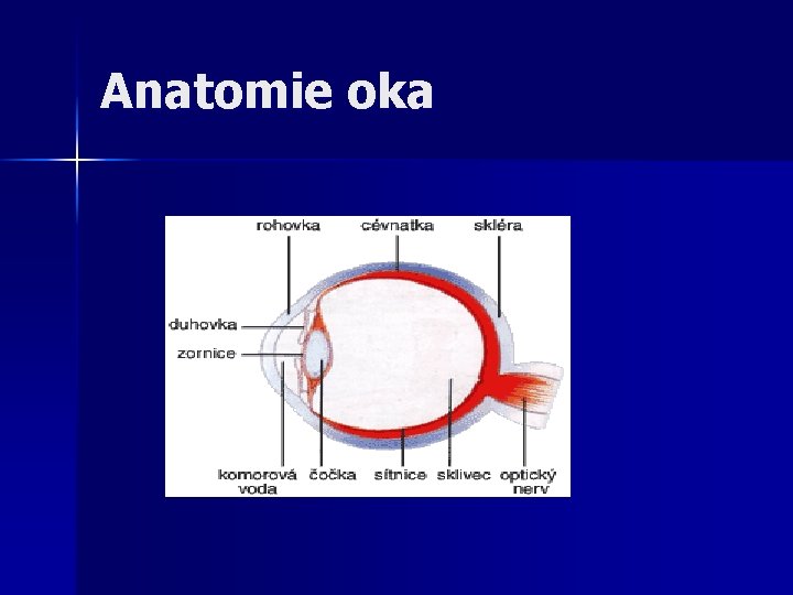 Anatomie oka 