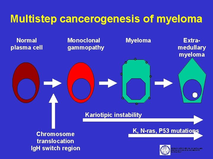 Multistep cancerogenesis of myeloma Normal plasma cell Monoclonal gammopathy Myeloma Extramedullary myeloma Kariotipic instability