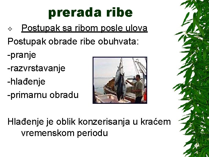 prerada ribe Postupak sa ribom posle ulova Postupak obrade ribe obuhvata: -pranje -razvrstavanje -hlađenje