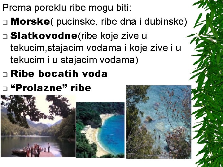 Prema poreklu ribe mogu biti: q Morske( pucinske, ribe dna i dubinske) q Slatkovodne(ribe