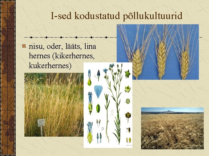 I-sed kodustatud põllukultuurid nisu, oder, lääts, lina hernes (kikerhernes, kukerhernes) 