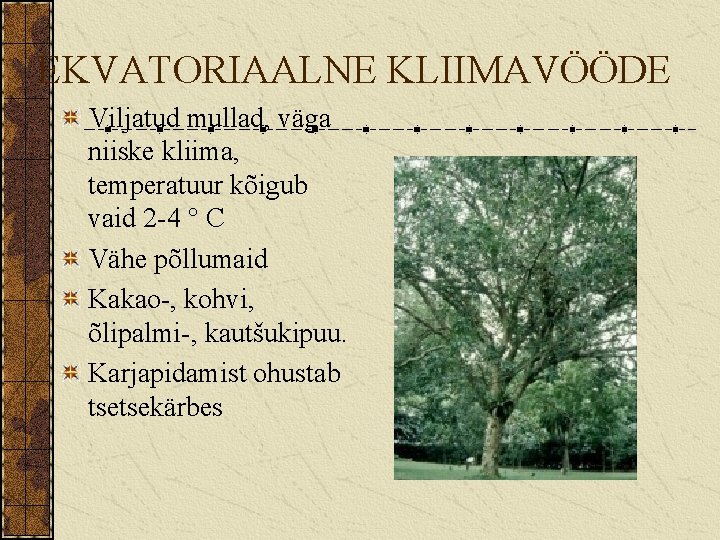EKVATORIAALNE KLIIMAVÖÖDE Viljatud mullad, väga niiske kliima, temperatuur kõigub vaid 2 -4 ° C