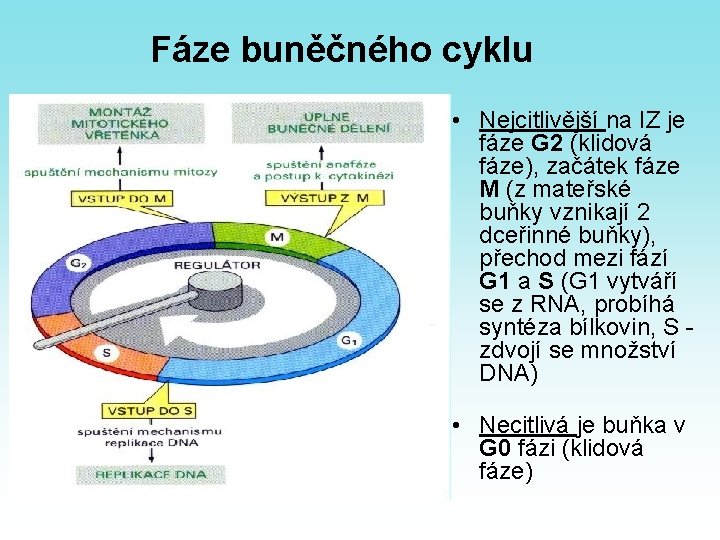 Fáze buněčného cyklu • Nejcitlivější na IZ je fáze G 2 (klidová fáze), začátek