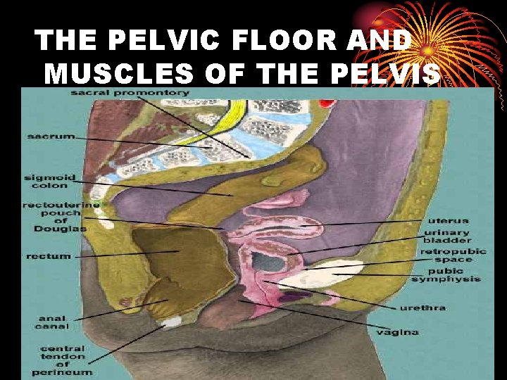 THE PELVIC FLOOR AND MUSCLES OF THE PELVIS 