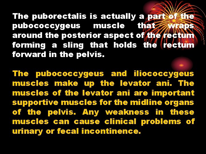 The puborectalis is actually a part of the pubococcygeus muscle that wraps around the