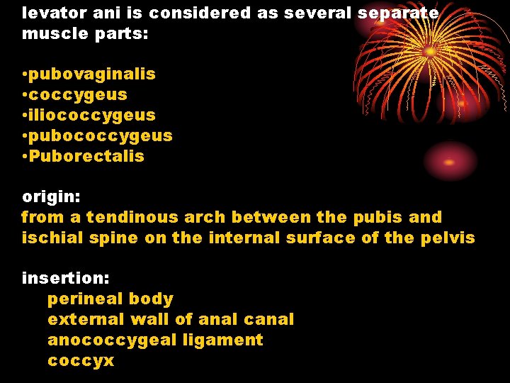levator ani is considered as several separate muscle parts: • pubovaginalis • coccygeus •