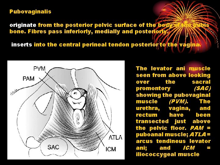 Pubovaginalis originate from the posterior pelvic surface of the body of the pubis bone.