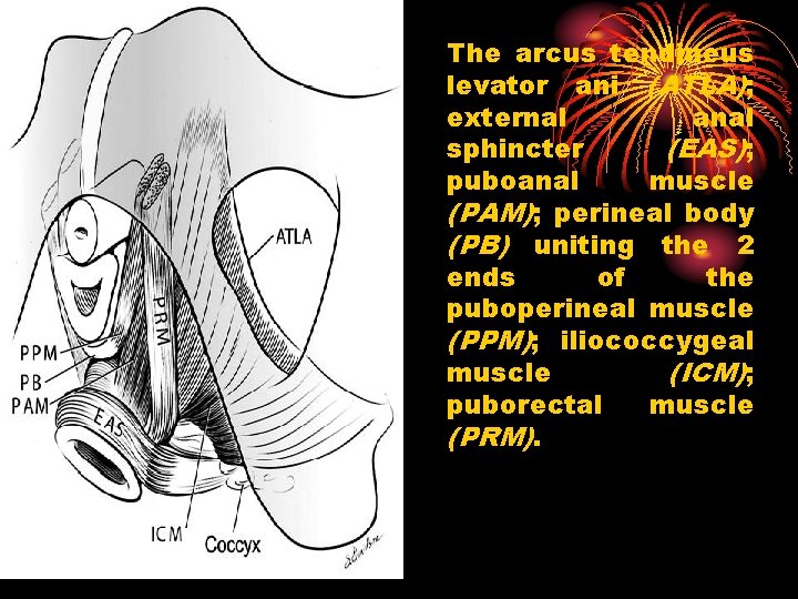 The arcus tendineus levator ani (ATLA); external anal sphincter (EAS); puboanal muscle (PAM); perineal